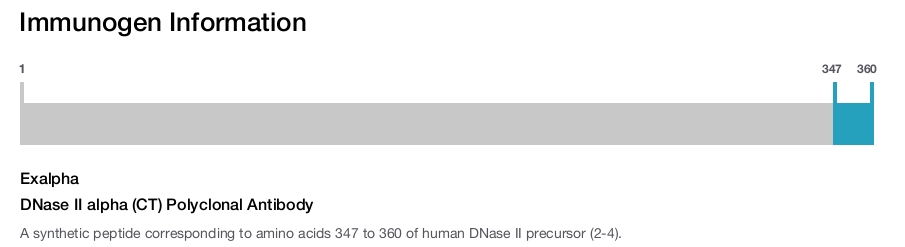 DNase II alpha (CT) Polyclonal Antibody
