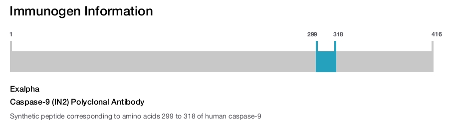 Caspase-9 (IN2) Polyclonal Antibody