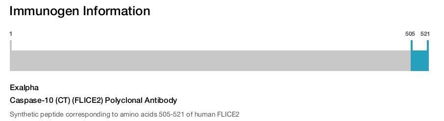 Caspase-10 (CT) (FLICE2) Polyclonal Antibody