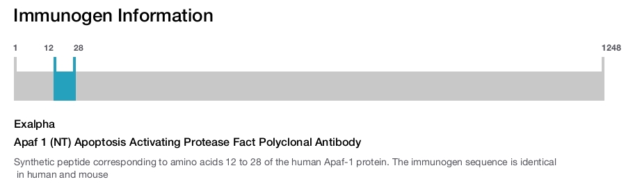 Apaf 1 (NT) Apoptosis Activating Protease Fact Polyclonal Antibody