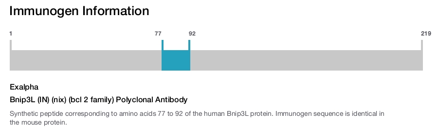 Bnip3L (IN) (nix) (bcl 2 family) Polyclonal Antibody