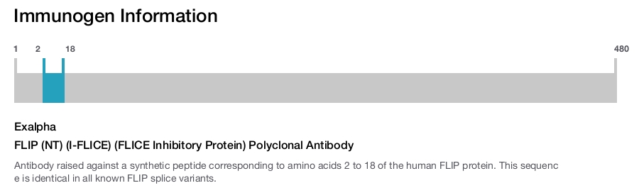 FLIP (NT) (I-FLICE) (FLICE Inhibitory Protein) Polyclonal Antibody