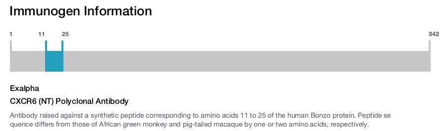 CXCR6 (NT) Polyclonal Antibody