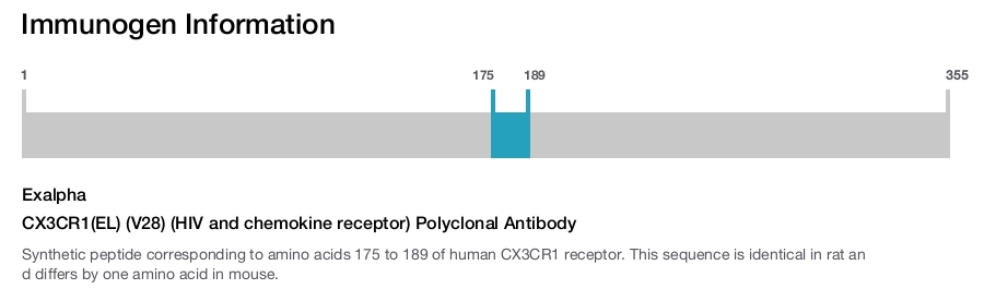 CX3CR1(EL) (V28) (HIV and chemokine receptor) Polyclonal Antibody
