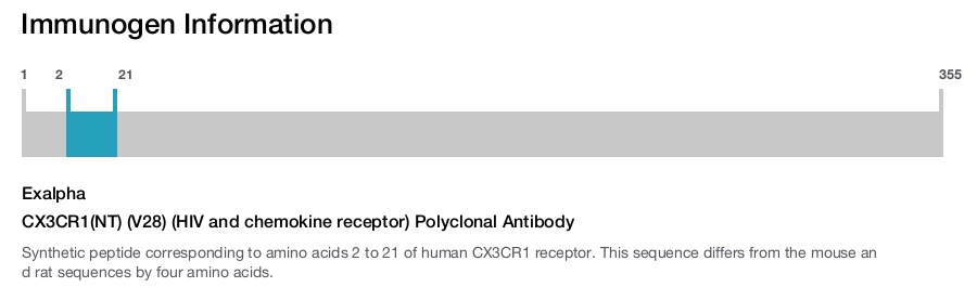 CX3CR1(NT) (V28) (HIV and chemokine receptor) Polyclonal Antibody