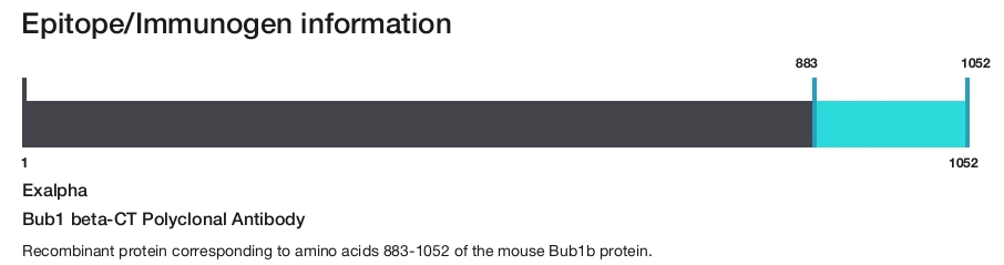Bub1 beta-CT Polyclonal Antibody