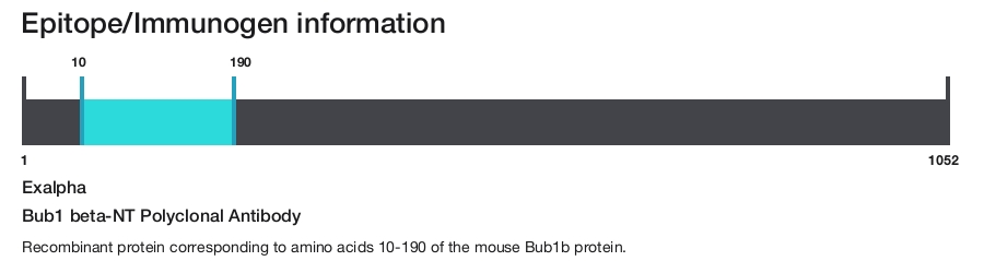 Bub1 beta-NT Polyclonal Antibody