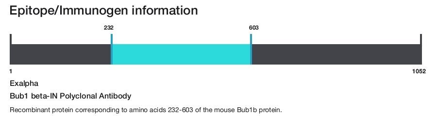 Bub1 beta-IN Polyclonal Antibody
