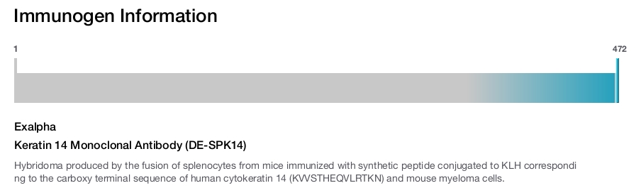 Keratin 14 Monoclonal Antibody (DE-SPK14)