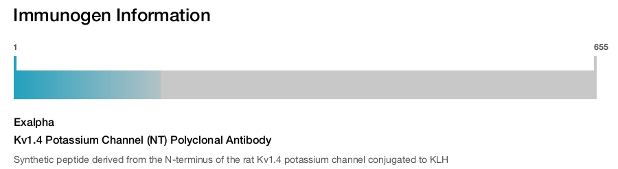 Kv1.4 Potassium Channel (NT) Polyclonal Antibody