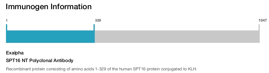 SPT16 NT Polyclonal Antibody