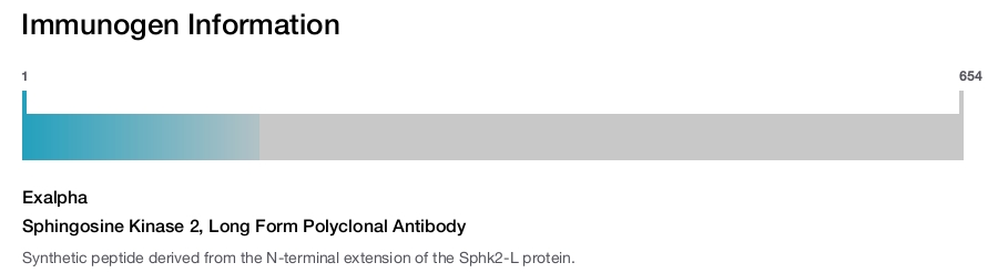 Sphingosine Kinase 2, Long Form Polyclonal Antibody
