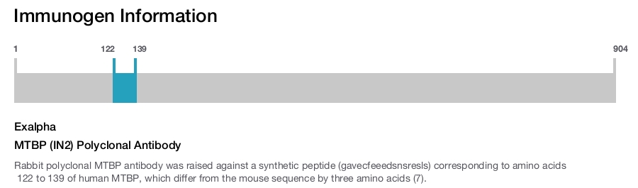 MTBP (IN2) Polyclonal Antibody