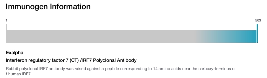 Interferon regulatory factor 7 (CT) /IRF7 Polyclonal Antibody
