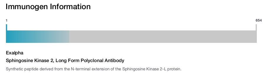 Sphingosine Kinase 2, Long Form Polyclonal Antibody
