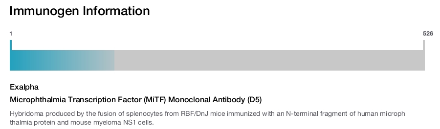 Microphthalmia Transcription Factor (MiTF) Monoclonal Antibody (D5)