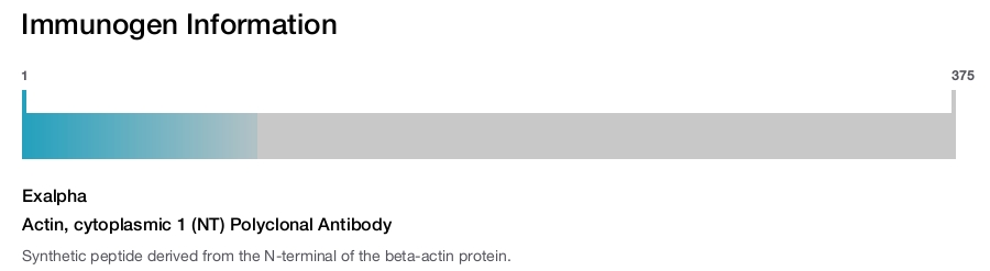 Actin, cytoplasmic 1 (NT) Polyclonal Antibody