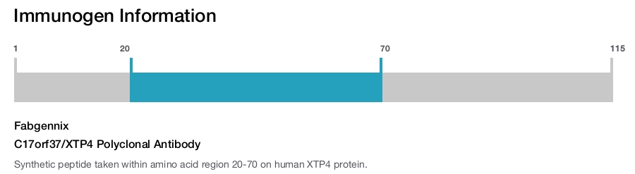 C17orf37/XTP4 Polyclonal Antibody