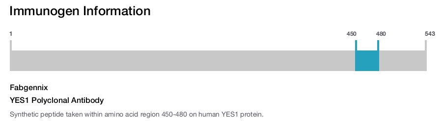 YES1 Polyclonal Antibody