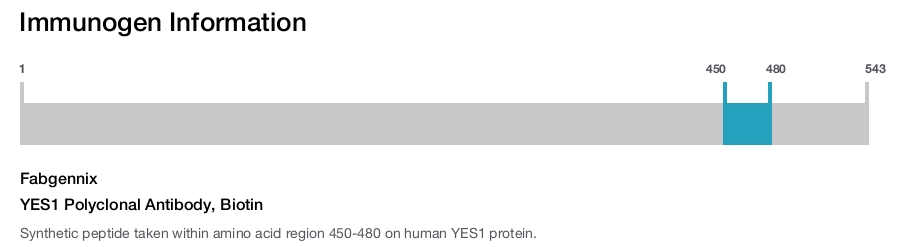 YES1 Polyclonal Antibody, Biotin