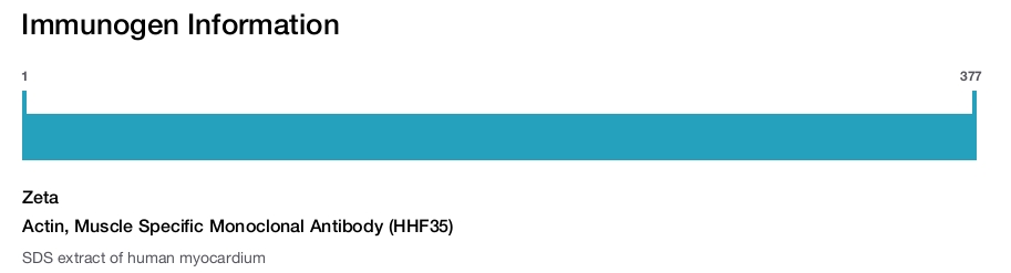 Actin, Muscle Specific Monoclonal Antibody (HHF35)