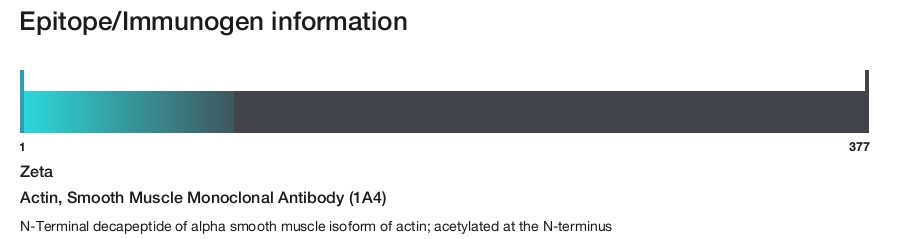 Actin, Smooth Muscle Monoclonal Antibody (1A4)