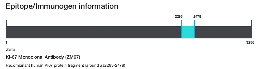 Ki-67 Monoclonal Antibody (ZM67)