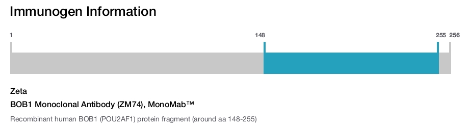 BOB1 Monoclonal Antibody (ZM74), MonoMab&trade;