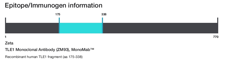 TLE1 Monoclonal Antibody (ZM93), MonoMab&trade;