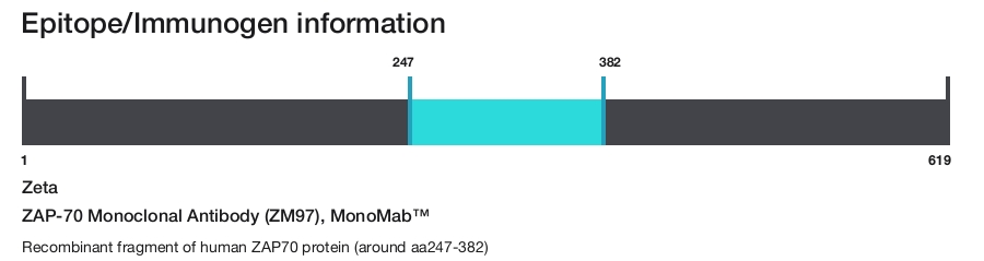 ZAP-70 Monoclonal Antibody (ZM97), MonoMab&trade;