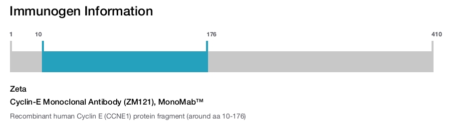 Cyclin-E Monoclonal Antibody (ZM121), MonoMab&trade;