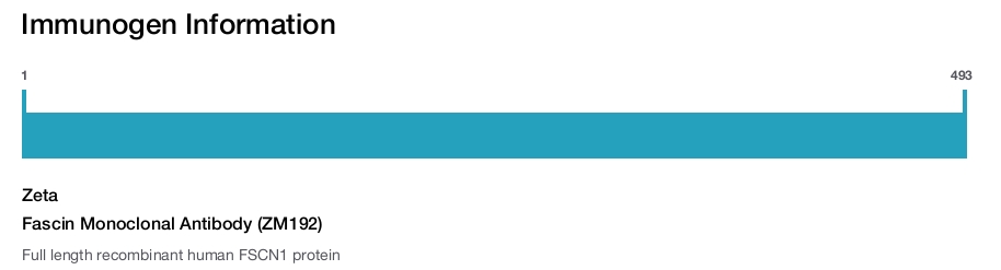 Fascin Monoclonal Antibody (ZM192)