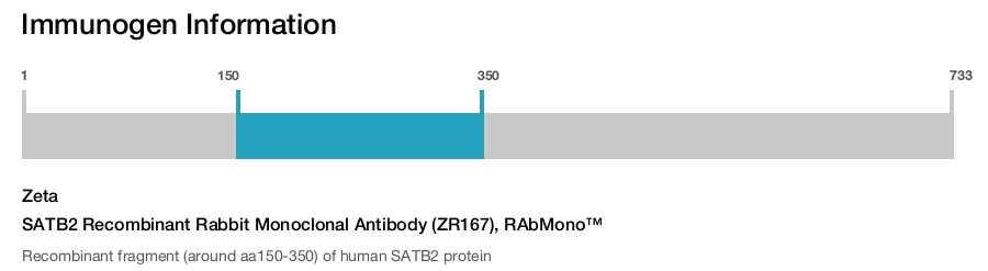 SATB2 Recombinant Rabbit Monoclonal Antibody (ZR167), RAbMono&trade;