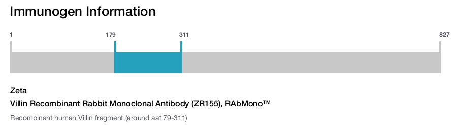 Villin Recombinant Rabbit Monoclonal Antibody (ZR155), RAbMono&trade;