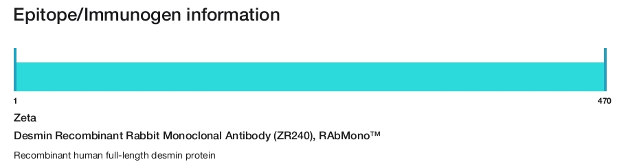 Desmin Recombinant Rabbit Monoclonal Antibody (ZR240), RAbMono&trade;