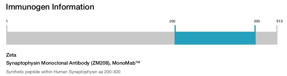 Synaptophysin Monoclonal Antibody (ZM208), MonoMab&trade;