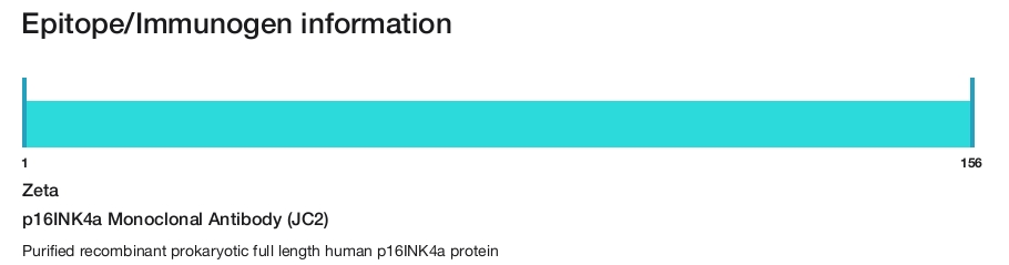 p16INK4a Monoclonal Antibody (JC2)