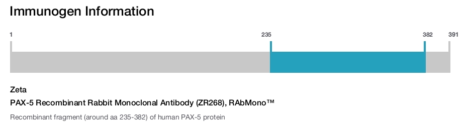 PAX-5 Recombinant Rabbit Monoclonal Antibody (ZR268), RAbMono&trade;