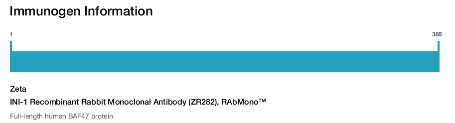 INI-1 Recombinant Rabbit Monoclonal Antibody (ZR282), RAbMono&trade;