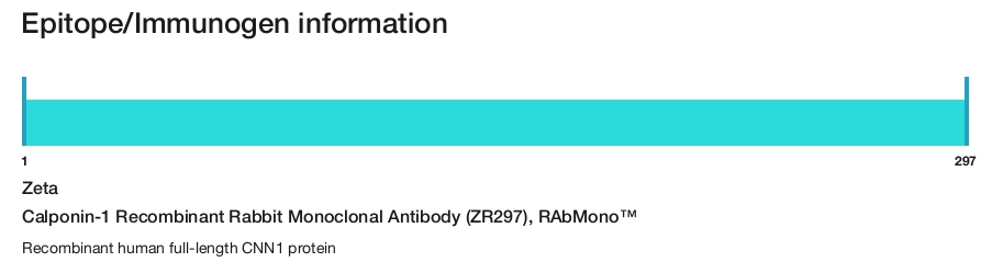 Calponin-1 Recombinant Rabbit Monoclonal Antibody (ZR297), RAbMono&trade;