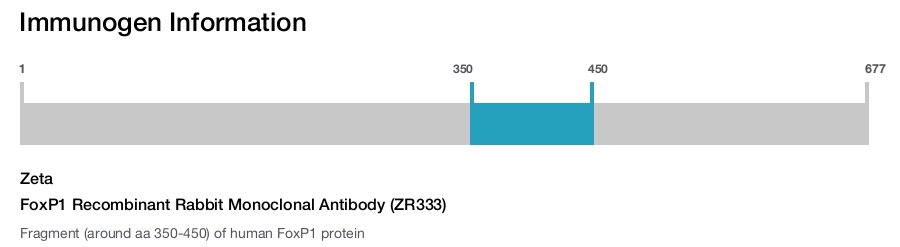FoxP1 Recombinant Rabbit Monoclonal Antibody (ZR333)