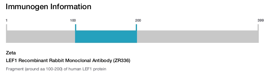 LEF1 Recombinant Rabbit Monoclonal Antibody (ZR336)