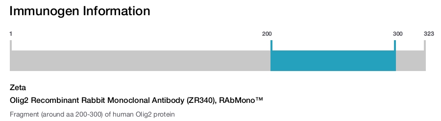 Olig2 Recombinant Rabbit Monoclonal Antibody (ZR340), RAbMono&trade;