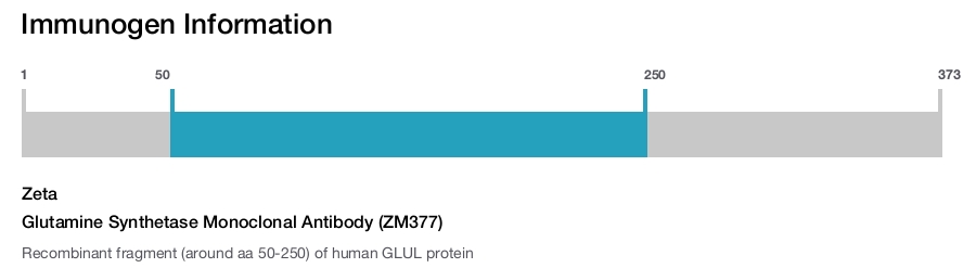Glutamine Synthetase Monoclonal Antibody (ZM377)