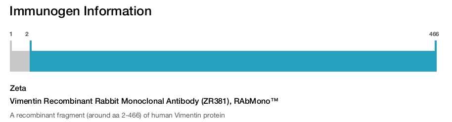Vimentin Recombinant Rabbit Monoclonal Antibody (ZR381), RAbMono&trade;