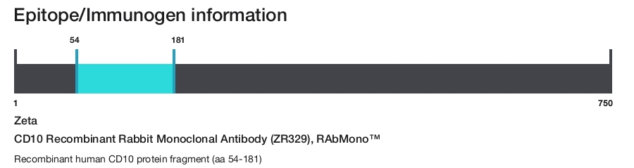 CD10 Recombinant Rabbit Monoclonal Antibody (ZR329), RAbMono&trade;