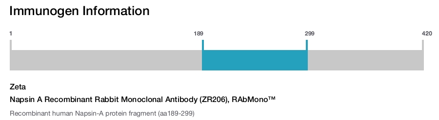 Napsin A Recombinant Rabbit Monoclonal Antibody (ZR206), RAbMono&trade;