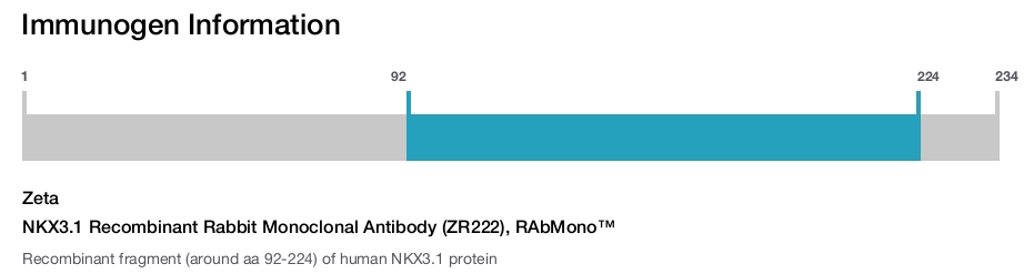 NKX3.1 Recombinant Rabbit Monoclonal Antibody (ZR222), RAbMono&trade;