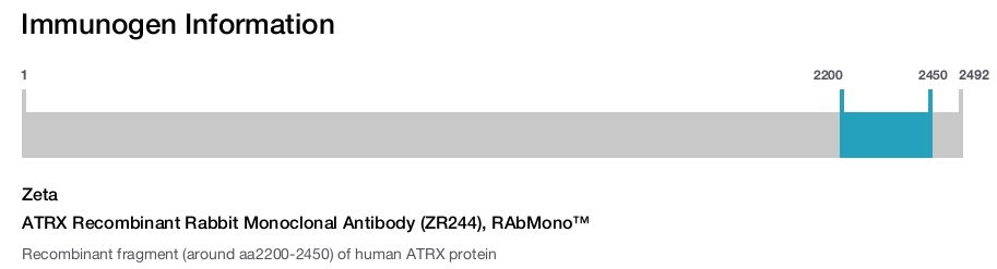 ATRX Recombinant Rabbit Monoclonal Antibody (ZR244), RAbMono&trade;