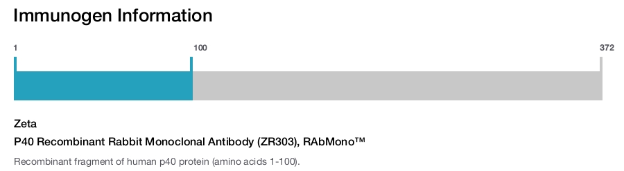 P40 Recombinant Rabbit Monoclonal Antibody (ZR303), RAbMono&trade;